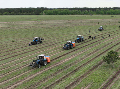 Более 14 млн сеянцев лесных культур высадили в Костанайской области