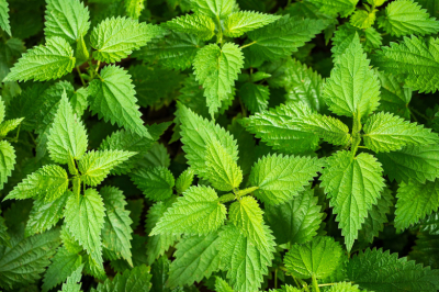 Врач предупредил, кому категорически нельзя употреблять крапиву