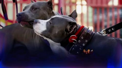 На любителей выгуливать потенциально опасных крупных собак без поводков и намордников найдётся управа