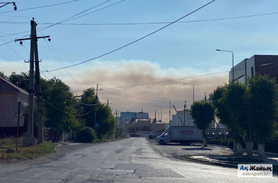 Детёныш дикого кабана оказался в ловушке горящего тростника