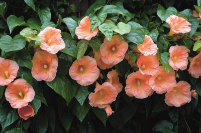 Завалит дачу цветами за один сезон: идеальная лиана &mdash; никакого ухода, а цветет все лето