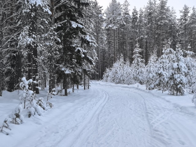 Названа новая версия исчезновения семьи Усольцевых в красноярской тайге