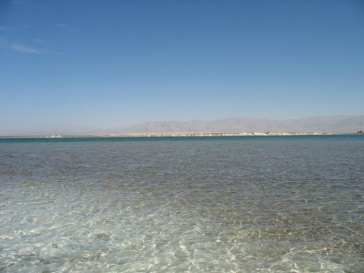 Около 300 птиц и 9 дельфинов нашли мёртвыми на болгарском побережье