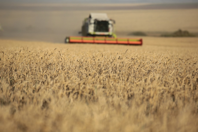 В Казахстане намолочено рекордные 27,1 млн тонн зерна