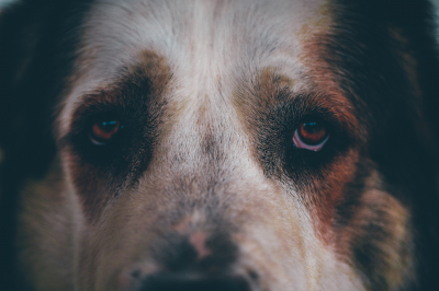 В Челябинске пиццерия уволила курьера, укрывшего пледом бездомную собаку