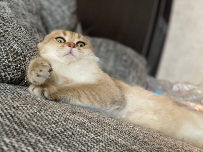 Кот Васька довел подруг из Тюмени до суда: кто в ответе за проделки питомца на передержке