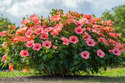 Цветет шарами до 15 см, живет 30 лет и зимует в Подмосковье: кустарник для российских дач