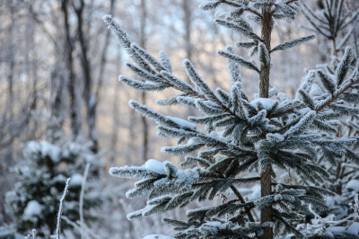Приметы 21 февраля &mdash; Захарий Серповидец: как заботиться о растениях зимой?