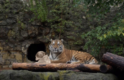 TI: в Индии тигр напал на фермера в лесу