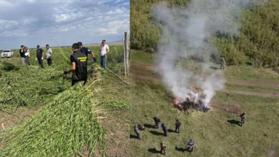 В ВКО полицейские нашли с помощью дронов и сожгли 8 тысяч кустов конопли