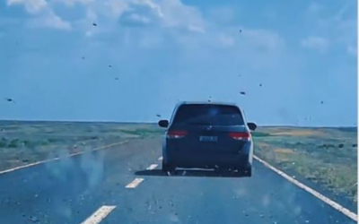 Саранча «атакует» автомобили в Атырауской области
