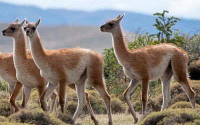 Кто такой гуанако и почему его появление в Кыргызстане - радость?