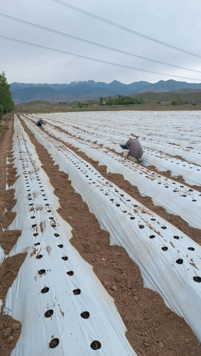 В Токтогульском районе начали выращивать калифорнийскую клубнику