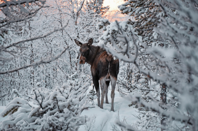 Голодные рогатые звери вышли к людям в Москве