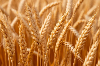 Новосибирская область вошла в пятерку лидеров по производству органической продукции