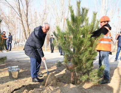 Аксакалы сажают деревья