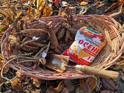 Пионы среди зимы