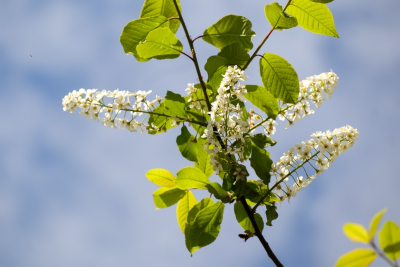В Рязанской области стартовал фитосанитарный мониторинг на площади более 1,5 тысячи гектаров