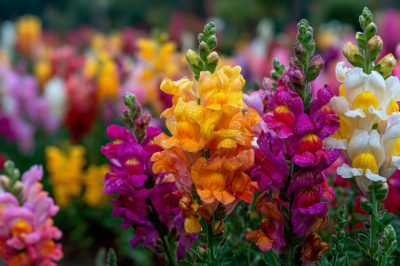 Посадка в мае &mdash; цветение в июне: этот многолетник-трудяга цветет до заморозков, а вы не знаете хлопот