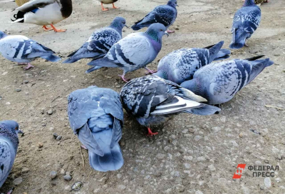 Мэру одного из европейских городов пришлось досрочно завершить речь по вине птицы